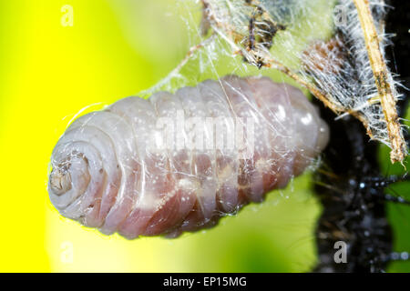 Ichneumon parassita wasp (Ichneumon sp.) larva la filatura cocoon dopo aver lasciato il corpo della farfalla pavone (Aglais io) larva host. Foto Stock