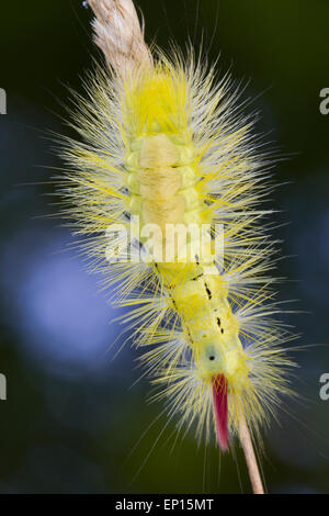 Pale Tussock moth (Calliteara pudibunda) full-larva cresciuta su una levetta di erba. La contea di Powys Galles. Settembre. Foto Stock