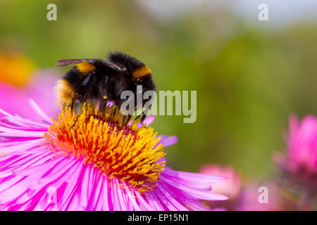Buff-tailed Bumblebee (Bombus terrestris) regina nuova alimentazione su Michealmas Daisy (Aster sp.) fiori nel giardino, POWYS, GALLES. Foto Stock