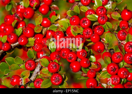 Parete Cotoneaster (Cotoneaster horizontalis) bacche mature su un arbusto in un giardino. Powys, Galles. Ottobre. Foto Stock