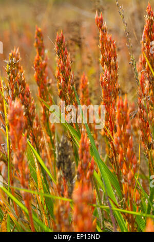 Bog Asphodel (Narthecium ossifragum) seedpods maturazione su un altopiano bog. Powys, Galles. Ottobre. Foto Stock