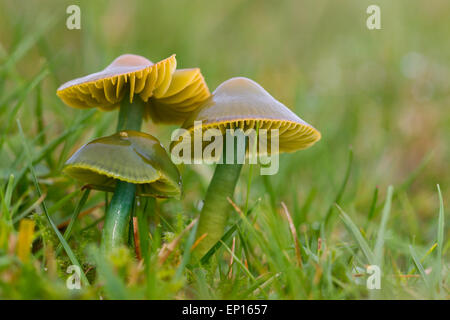 Parrot Waxcap (Hygrocybe psittacina agg.) corpi fruttiferi in pascoli. Powys, Galles. Ottobre. Foto Stock