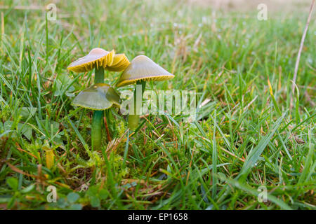 Parrot Waxcap (Hygrocybe psittacina agg.) corpi ruiting nella prateria. Powys, Galles. Ottobre. Foto Stock