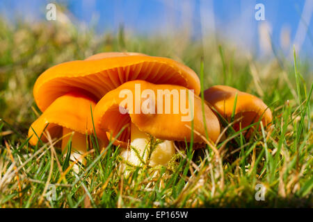 Prato Waxcaps (Hygrocybe pratensis) corpi fruttiferi in pascoli. Powys, Galles. Novembre. Foto Stock