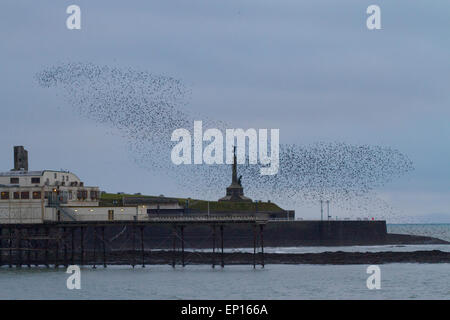 Starling comune (Sturnus vulgaris) sono ' appollaiati gregge in volo sopra il molo e la città memoriale di guerra al tramonto. Aberystwyth. Il Galles. Foto Stock