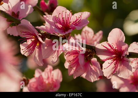Pesche (Prunus persica) fioritura in una serra. Cornovaglia, Inghilterra. Marzo. Foto Stock