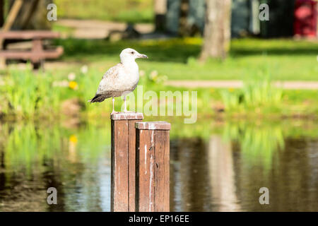 Aringa europea gabbiano (Larus argentatus). Qui visto seduto sul montante in legno vicino all'acqua nel parco pubblico. Foto Stock