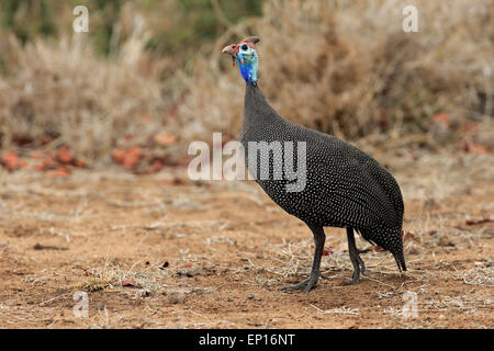 Helmeted Faraone (Numida meleagris), Adulto, Kruger National Park, Sud Africa Foto Stock