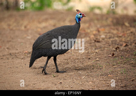 Helmeted Faraone (Numida meleagris), Adulto, Kruger National Park, Sud Africa Foto Stock