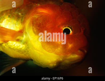 Lionhead Goldfish, Carassius auratus, Ciprinidae Foto Stock