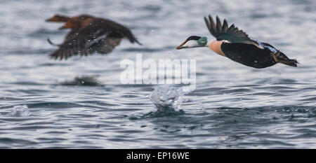 Comune maschio eider, Somateria mollissima, volare sull'acqua e due femmine eider comune può essere visto in background, Andenes, Norw Foto Stock