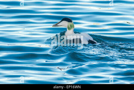 Comune maschio eider, Somateria mollissima, nuoto in arancione e blu acqua colorata, Andenes, Norvegia Foto Stock