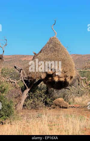 Socievole weaver (Philetairus socius), nido, Colonia, comunità nido, Tswalu Game Reserve, Deserto Kalahari, Capo Nord Foto Stock