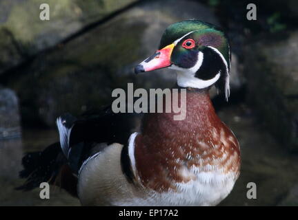 Maschio di North American Wood o anatra anatra Carolina (Aix sponsa) ritratto Foto Stock