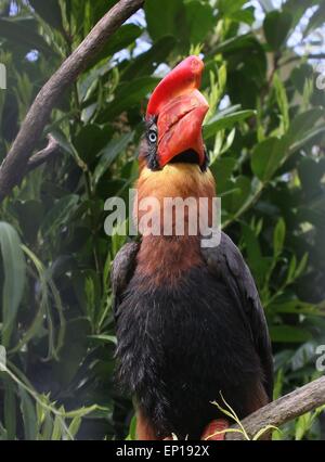 Asian Rufous hornbill (Buceros hydrocorax) Foto Stock