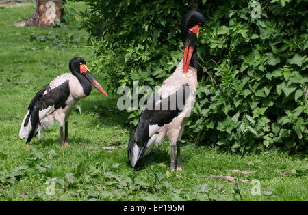 Coppia di West African sella-fatturati cicogne (Ephippiorhynchus senegalensis), maschio preening le sue piume Foto Stock