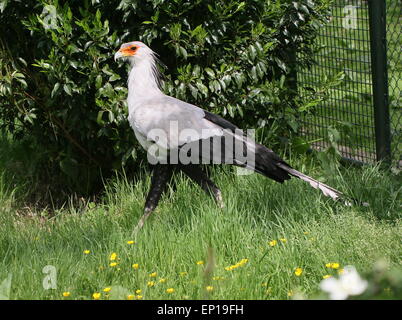 Segretario africano bird (Sagittarius serpentarius) all avifauna zoo di uccelli, Alphen, Paesi Bassi (Captive Bird, gabbia visibile) Foto Stock