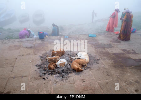 I cani randagi di dormire su Varanasi ghats. Foto Stock