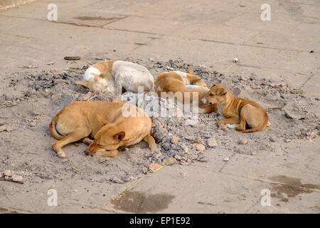 I cani randagi di dormire su Varanasi ghats. Foto Stock