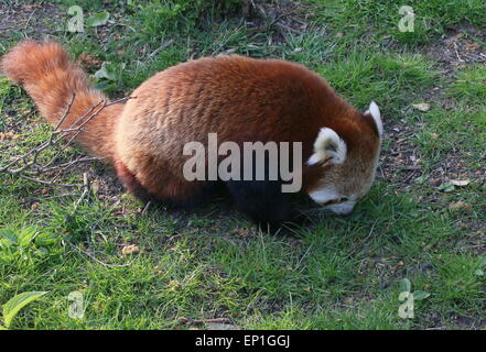 Asian panda rosso (Ailurus fulgens) camminando sulla terra Foto Stock