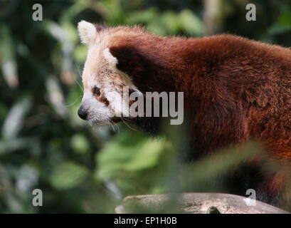 Asian panda rosso (Ailurus fulgens) a Ouwehands Dierenpark Zoo, Rhenen, Paesi Bassi Foto Stock