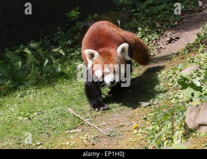 Asian panda rosso (Ailurus fulgens) camminando sulla terra Foto Stock