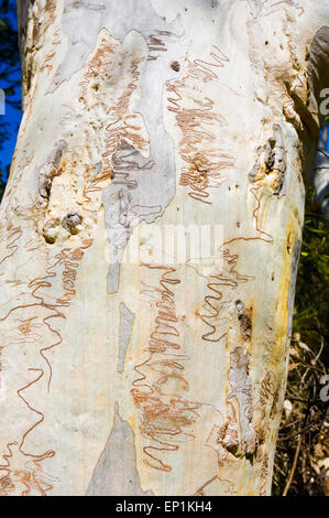 Scribbly Gum (eucalipto racemosa), Dharawal National Park, New South Wales, NSW, Australia Foto Stock