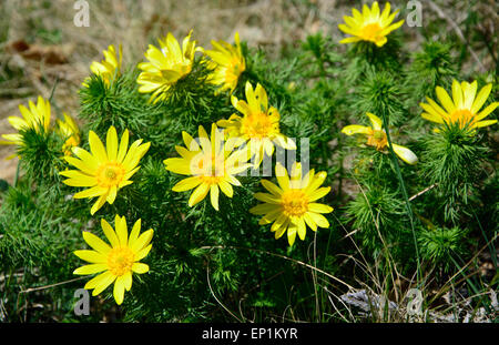 Adonis vernalis - beauty giallo fiori di primavera nel Carso slovacco Foto Stock