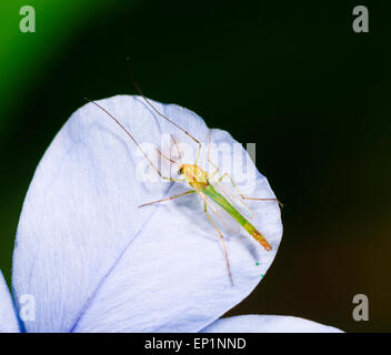 Non mordere Midge (Chironomus sp.) su un petalo, Queensland, QLD, Australia Foto Stock