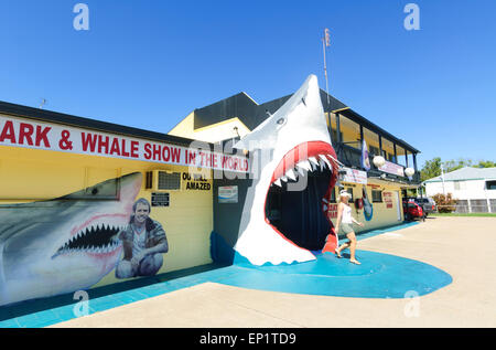 Vic Hislop è lo squalo balena e mostrare, Hervey Bay, Queensland, QLD, Australia Foto Stock