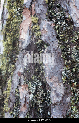 Primo piano di pino alpino tronco di albero con corteccia coperti da licheni e muschi. Foto Stock