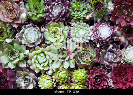 Con varietà miste di Sempervivums. Foto Stock