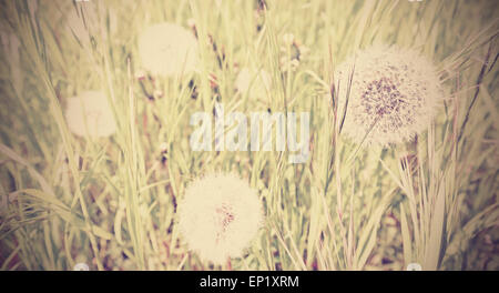 Retrò di tarassaco sbiadita su un prato, sullo sfondo della natura, la profondità di campo. Foto Stock