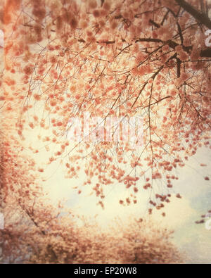 Rosa cherry tree blossoms contro un pallido cielo blu, Canada Foto Stock