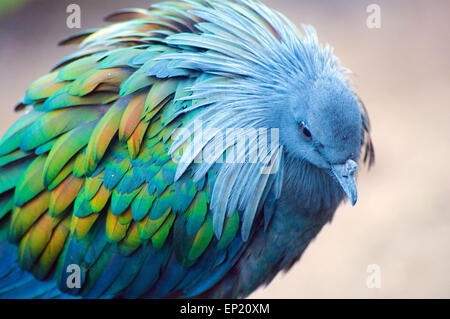 Nicobare Pigeon, Sud Africa Foto Stock