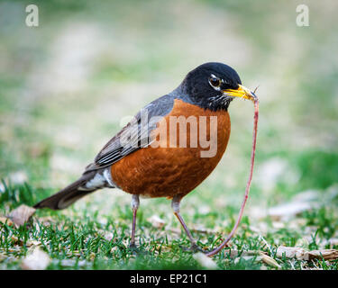 Robin con una vite senza fine in bocca Foto Stock