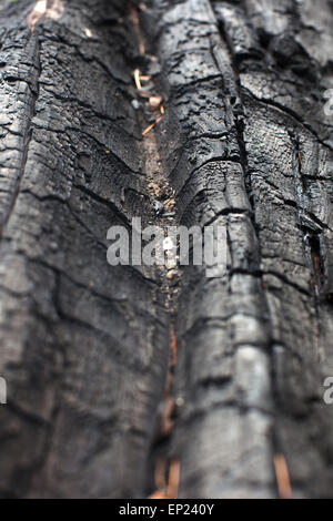 Burnt Pine Tree log. Foto Stock