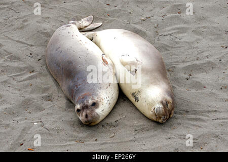 Elephant cuccioli di foca sulla sabbia vicino a San Simeone, California Foto Stock