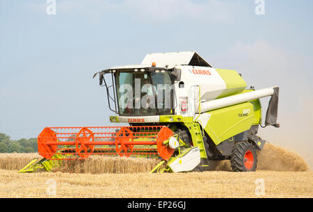 Mietitrebbia mais di raccolta su Fenland farm nel sud della contea del Lincolnshire, Inghilterra Foto Stock