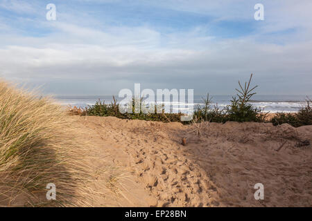 Alberi di Natale piantati nelle dune di sabbia per impedire errosion della sabbia, Blyth, Northumberland, England, Regno Unito Foto Stock