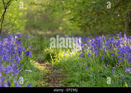 Hyacinthoides non scripta. Bluebells e percorso in primavera. Bucknell di boschi, Northamptonshire. Regno Unito. Foto Stock