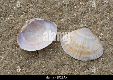 Il canale di bianco clam radiati trogolo shell, Strahlenkörbchen, Trogmuschel Bunte, Mactra corallina, Mactra stultorum, Mactra cinerea Foto Stock
