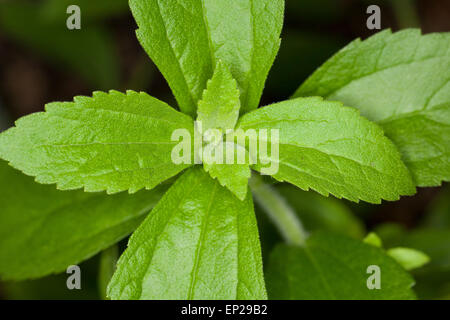 Foglia dolce del Paraguay, Stevia, Stevie, Stewia, Süßkraut, Zuccurblatt, Stevia-Pflanze, stevia rebaudiana, Eupatorium rebaudianum Foto Stock