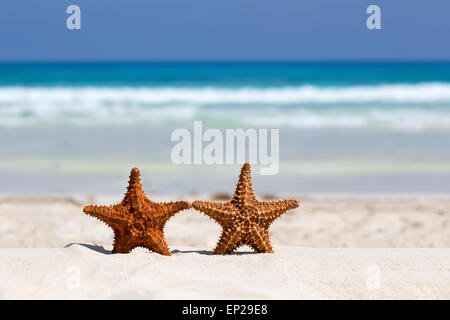 Due starfishes sui Caraibi spiaggia sabbiosa, il concetto di viaggio Foto Stock