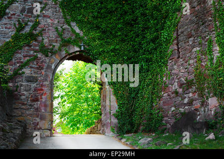 Coperto di edera parete su una stretta strada medievale Foto Stock