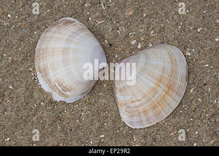 Il canale di bianco clam radiati trogolo shell, Strahlenkörbchen, Trogmuschel Bunte, Mactra corallina, Mactra stultorum, Mactra cinerea Foto Stock