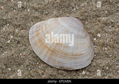 Il canale di bianco clam radiati trogolo shell, Strahlenkörbchen, Trogmuschel Bunte, Mactra corallina, Mactra stultorum, Mactra cinerea Foto Stock