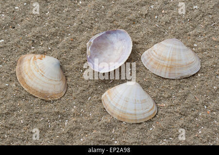 Il canale di bianco clam radiati trogolo shell, Strahlenkörbchen, Trogmuschel Bunte, Mactra corallina, Mactra stultorum, Mactra cinerea Foto Stock