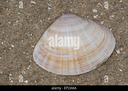 Il canale di bianco clam radiati trogolo shell, Strahlenkörbchen, Trogmuschel Bunte, Mactra corallina, Mactra stultorum, Mactra cinerea Foto Stock