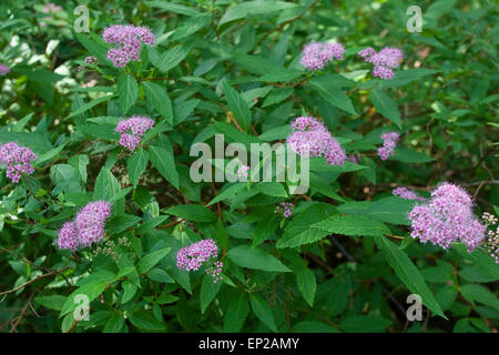 White Spiraea, Bridewort, Birkenblättriger Spierstrauch, Spiraea betulifolia Foto Stock